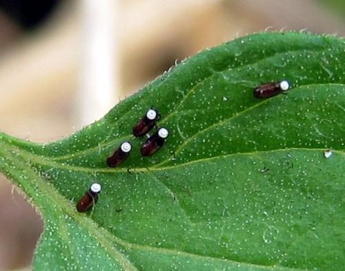 Rhynocoris sp.